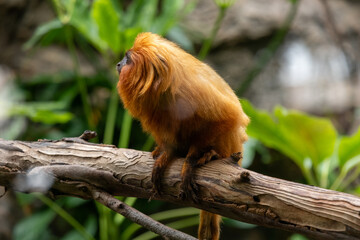 Golden lion tamarin perched on a branch in lush greenery