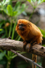 Golden lion tamarin resting on branch in lush greenery