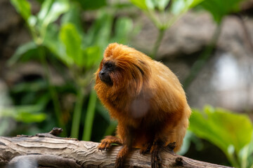 Captivating golden lion tamarin in lush jungle habitat exhibit