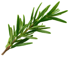 Close-up of fresh rosemary sprig