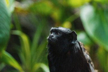 Captivating gaze of a black monkey in lush tropical habitat