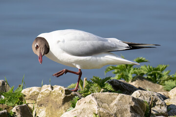 Black-headed Gull Comical Pose