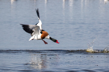 Shelduck Attacking