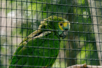 Captive green parrot behind cage wires in nature-inspired sanctuary setting