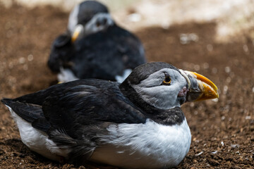 Close-up of atlantic puffins resting on rocky ground in their natural habitat