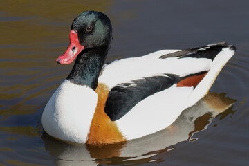 Shelduck Swimming