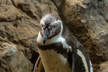 Humboldt penguin in natural rocky habitat with textured background
