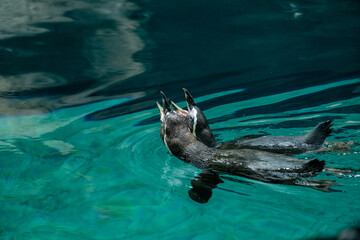 Naklejka premium Penguins feeding in crystal clear water