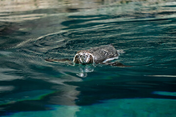 Penguin swimming gracefully in crystal clear water at the zoo