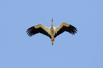 White Stork in Flight
