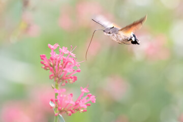 Hummingbird Hawk Moth Feeding on Red Valerian