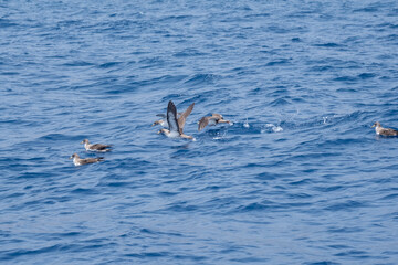 Seagulls soaring and gliding over the ocean waves in serene marine landscape