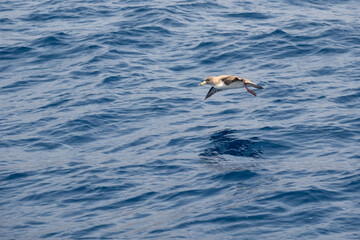Seabird gliding over ocean surface on a clear day