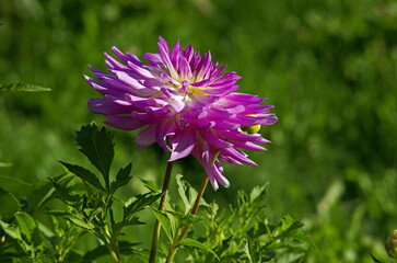 Obraz premium Dahlia in the garden