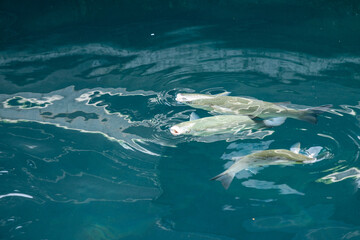 Naklejka premium Tranquil fish swimming gracefully in clear blue water