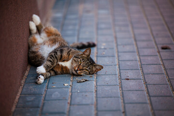 Kot leżący na chodniku