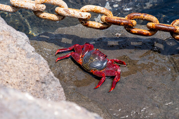 Vibrant red crab climbing rocky shore with rusty chain in sunny coastal scene