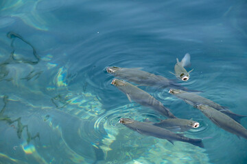 Naklejka premium Aquatic serenity: group of fish swimming in clear blue water