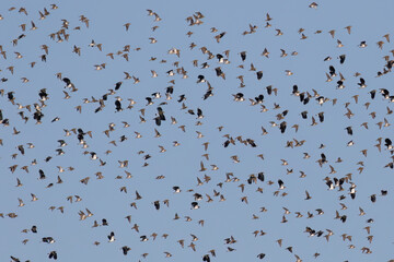 Lapwing and Golden Plovers in Flight