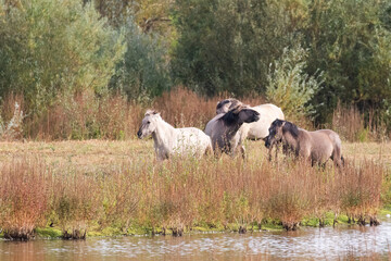 Konik Ponies © Ken