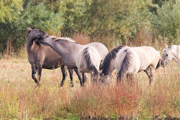 Konik Ponies © Ken
