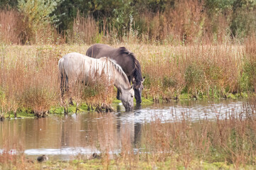 Konik Ponies © Ken