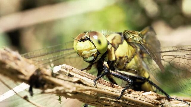 Orthetrum r&eacute;ticul&eacute; (Orthetrum cancellatum), m&acirc;le et femelle en gros plan macro