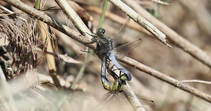 Libellules d&eacute;prim&eacute;es (Orthetrum cancellatum) en accouplement &ndash; comportement reproducteur des odonates