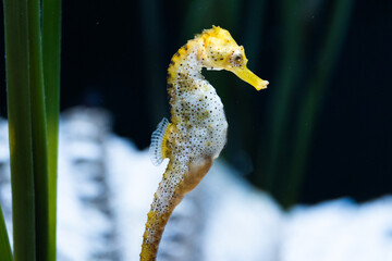 Close-up of vibrant yellow seahorse among seagrass in underwater habitat © Kepler