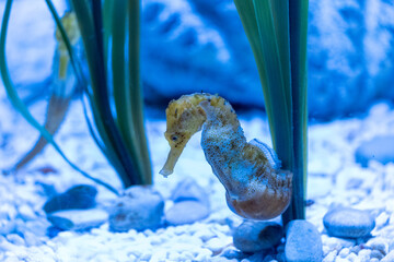 Vibrant seahorse swimming gracefully among aquatic plants in tranquil marine environment