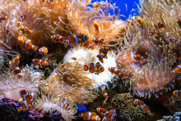 Colorful clownfish among sea anemones in vibrant underwater coral reef scene