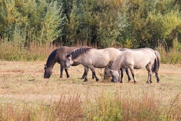 Konik Ponies © Ken