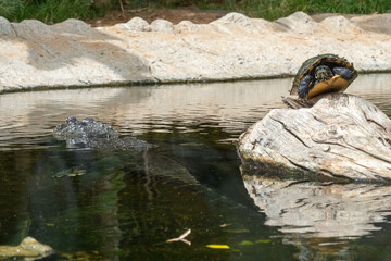 Turtle and alligator by tranquil pond: wildlife scene capturing nature's harmony