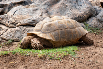 Obraz premium Giant tortoise grazing on grass in natural rocky habitat