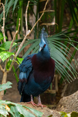Majestic crested bird in lush green tropical habitat showcasing vibrant plumage