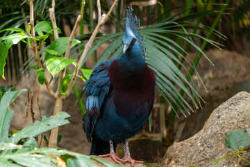 Regal blue victoria crowned pigeon in lush tropical habitat