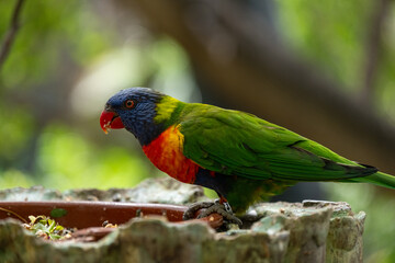 Colorful lorikeet eating in lush green habitat with red and blue plumage details