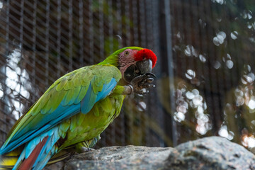 Vibrant green macaw eating at zoo on a rock in natural habitat