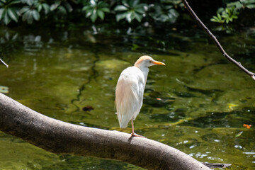 Egret perched gracefully on branch over tranquil pond