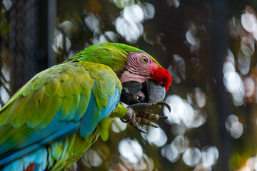 Vibrant macaw eating in lush jungle setting with colorful plumage