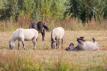 Konik Ponies © Ken