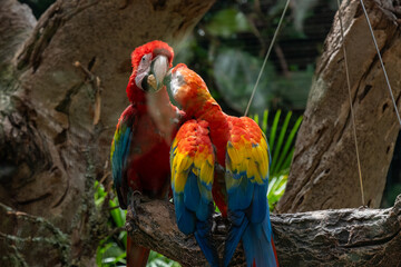 Vibrant scarlet macaws in lush forest habitat displaying colorful feathers