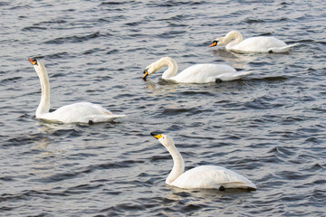 Whooper Swan with Mute Swans