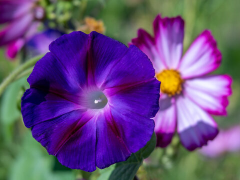 Purple Morning Glory Close-up in Front of White and Pink Cosmos Flower