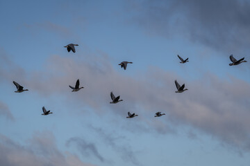 flock of geese