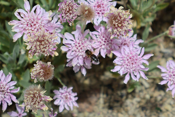 Macro View of Bee on Vibrant Pink Wildflowers in Nature. A vibrant natural scene featuring a bee pollinating pink wildflowers, highlighting biodiversity and ecological beauty.