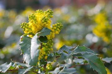 Blooming Mahonia media Charity close up photo