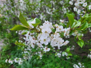 On a branch with green leaves, beautiful white cherry flowers with yellow stamens are blooming in the yard.