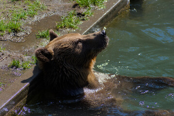 A brown bear relaxes in a shallow pool of water on a sunny day, with a peaceful and serene mood.