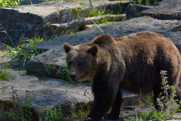 Fototapeta premium A brown bear walks on a rocky surface in an outdoor enclosure on a sunny day, with a focused and determined mood.